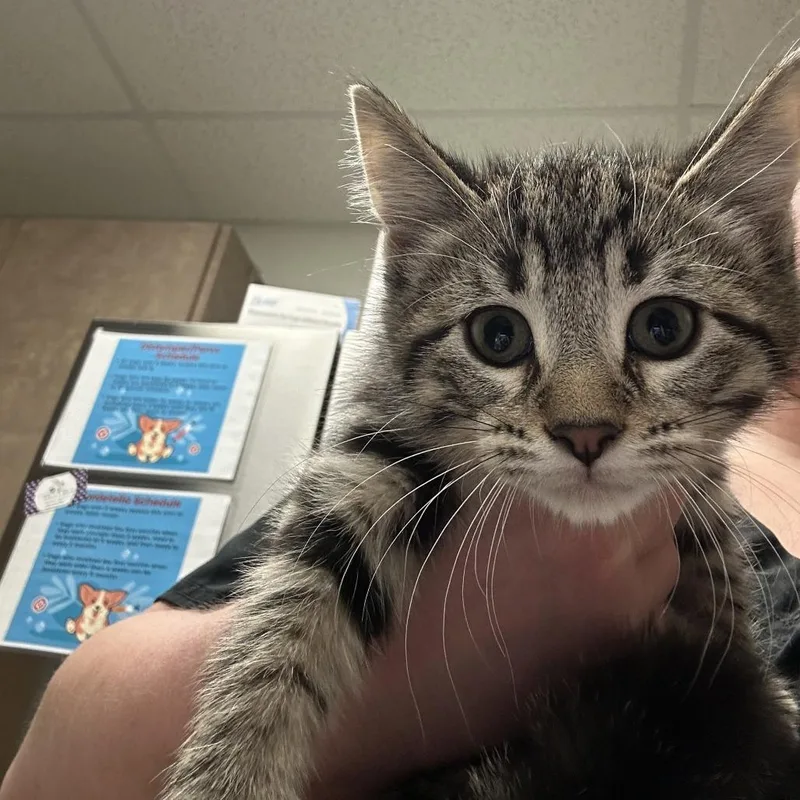 A baby small-sized male Brown / Chocolate Domestic Short Hair cat named Dime for adoption in Ottawa, KS