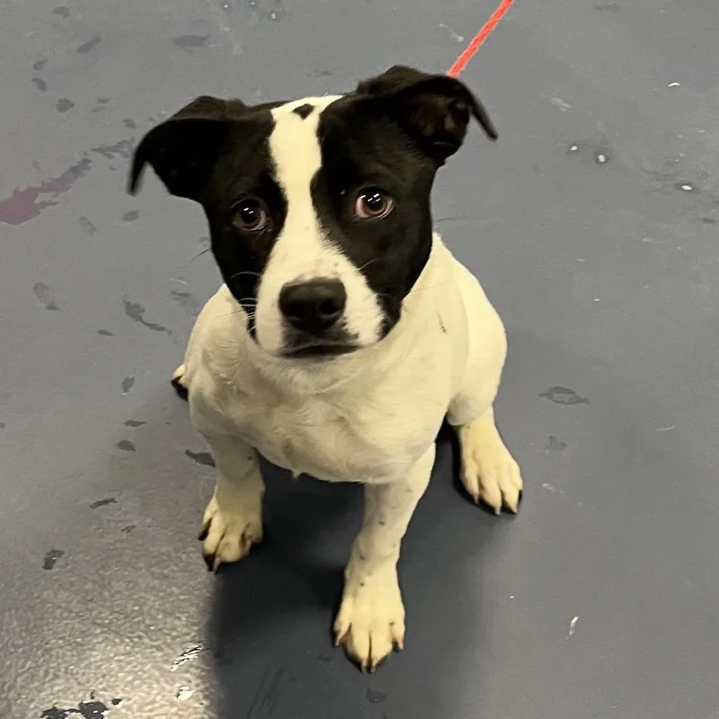 An adult medium-sized male White / Cream Mixed Breed dog named William for adoption in Greensboro, NC