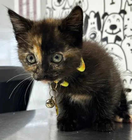 A young small-sized female Domestic Short Hair cat named B Tori for adoption in North Charleston, SC
