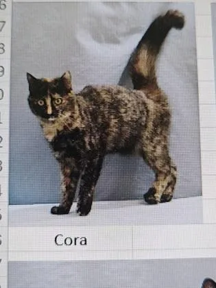 An adult small-sized female Domestic Short Hair cat named Cora for adoption in Cincinnati, OH