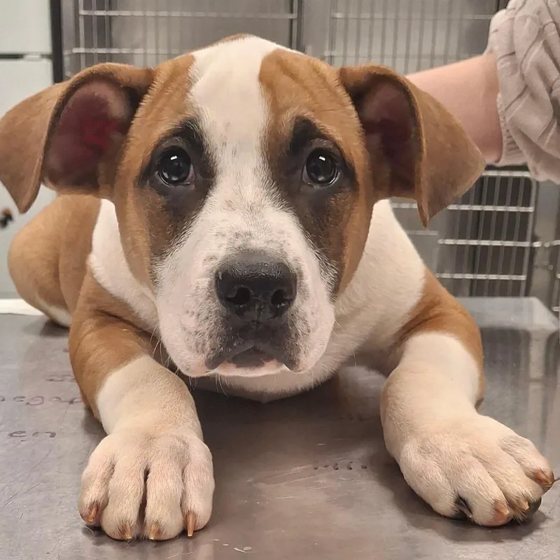 A baby large-sized male Yellow / Tan / Blond / Fawn Mixed Breed dog named Gigantico for adoption in Martinsville, VA