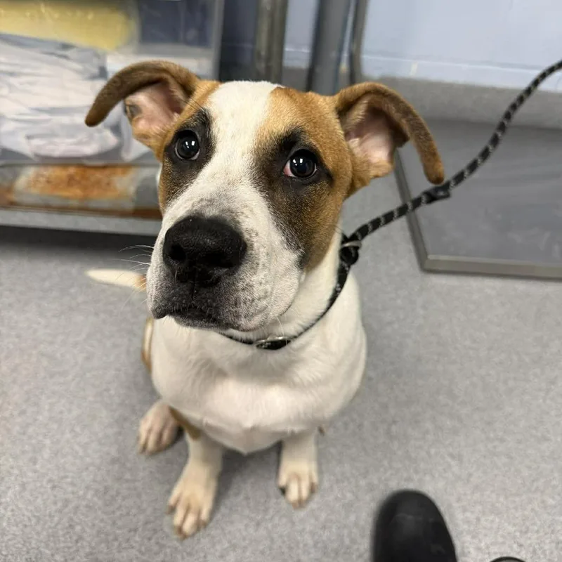 Gigantico thumbnail 2