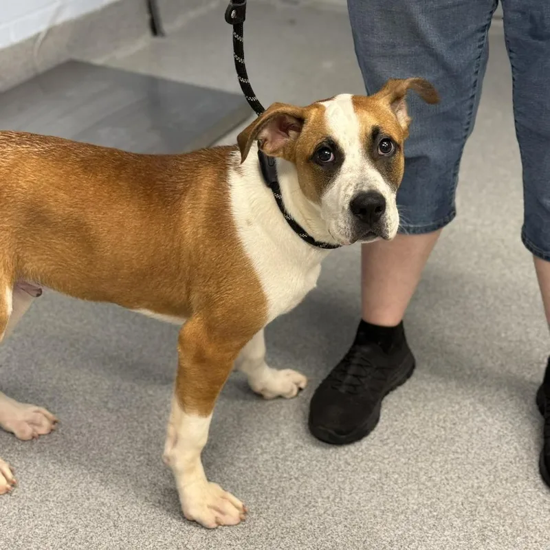 Gigantico thumbnail 3