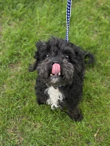 An adult small-sized female Poodle dog named Strawberry Shortcake for adoption in Westland, MI