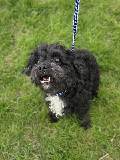 Strawberry Shortcake thumbnail 2