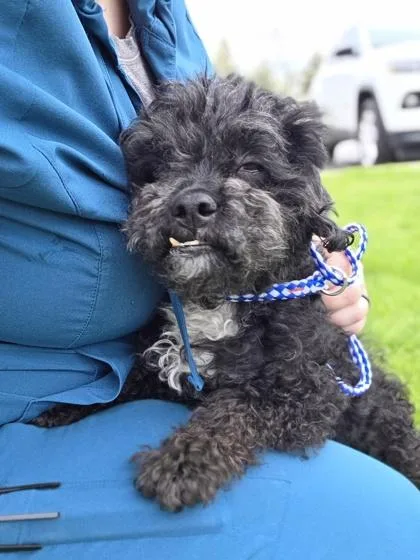 Strawberry Shortcake thumbnail 3