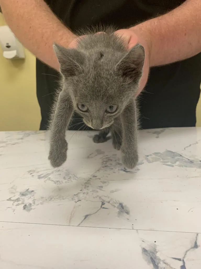 A baby medium-sized male Domestic Short Hair cat named Excaliber for adoption in Florence, SC