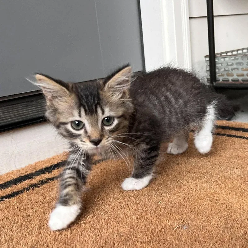 A baby medium-sized male Domestic Medium Hair cat named Keller for adoption in Candler, NC