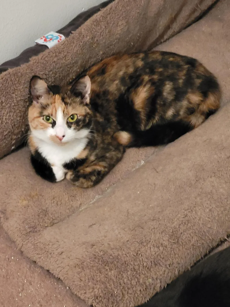 A young medium-sized female Domestic Short Hair cat named Athena And Sassy for adoption in Old Bridge, NJ