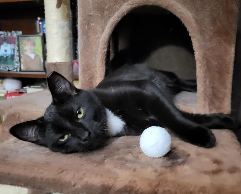 Athena And Sassy thumbnail 3