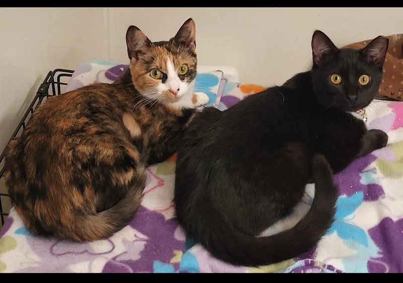 Athena And Sassy thumbnail 4