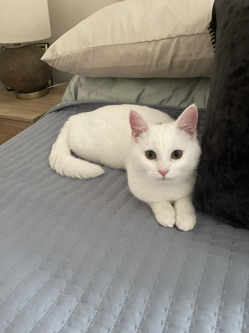 A baby medium-sized female White Domestic Short Hair cat named Calla for adoption in Brockport, NY