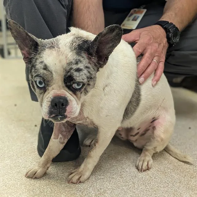 A young small-sized female French Bulldog dog named A for adoption in Camarillo, CA