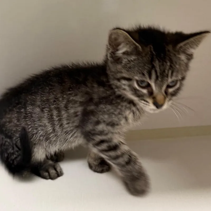 A baby small-sized male Black Domestic Long Hair cat named Courage for adoption in Floresville, TX