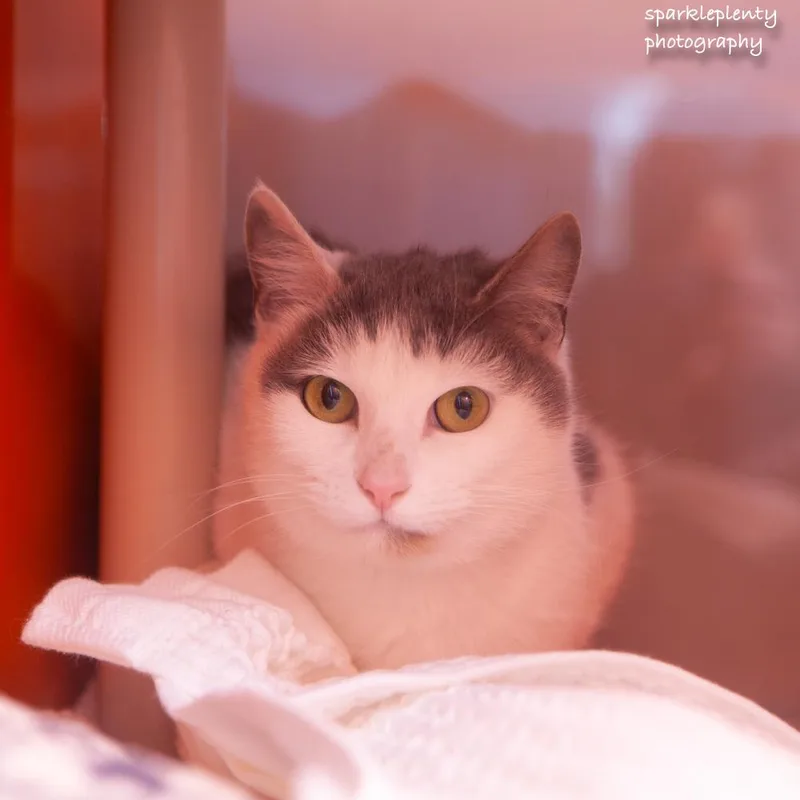 Pat The Cat thumbnail 2