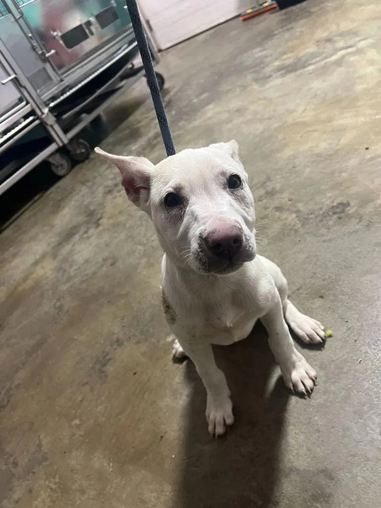 A baby large-sized female Mixed Breed dog named Snow White  EOD for adoption in Chickamauga , GA