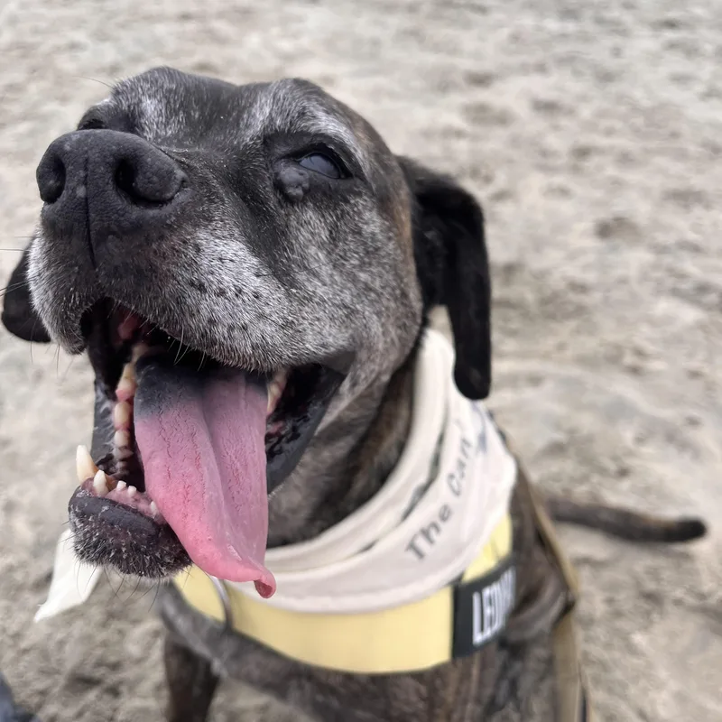 A senior medium-sized female Brindle Boxer dog named Leonora for adoption in San Diego, CA