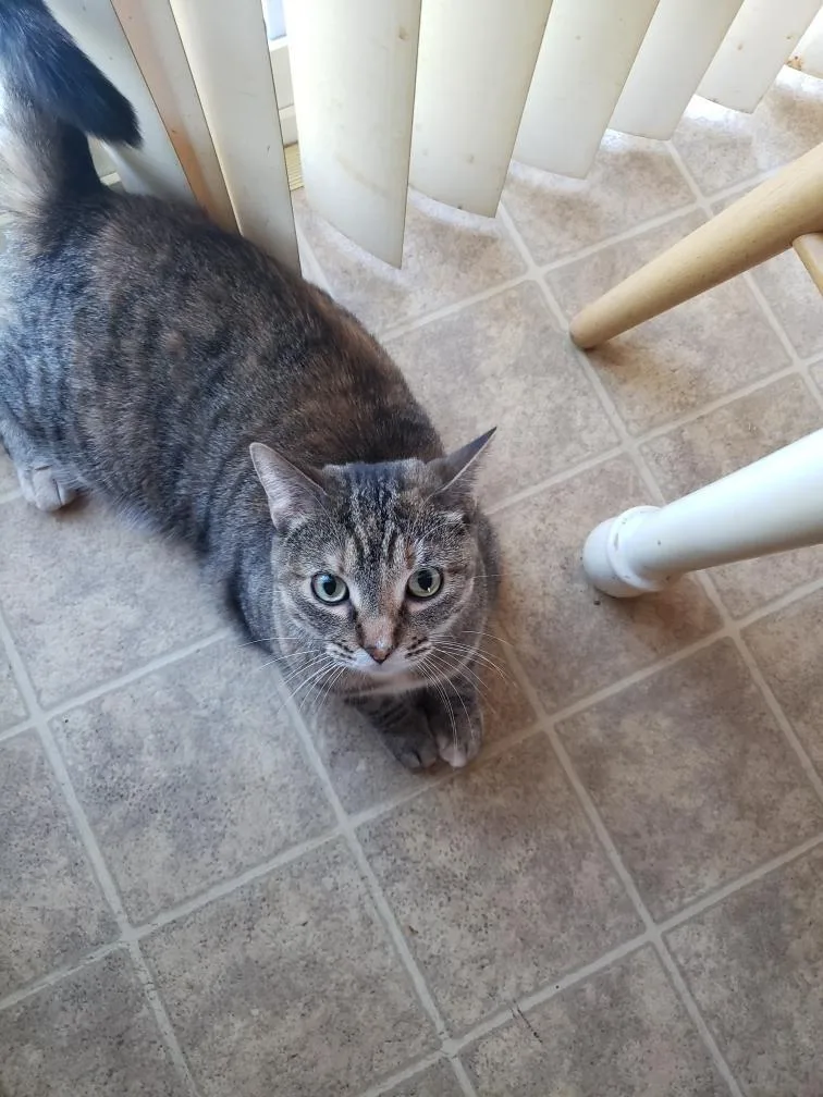An adult medium-sized female Domestic Short Hair cat named Sally for adoption in Somerset, KY
