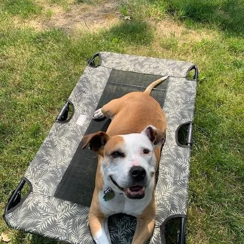 A senior medium-sized female Brown / Chocolate Pit Bull Terrier dog named Diva's Had To Say for adoption in Pennington, NJ