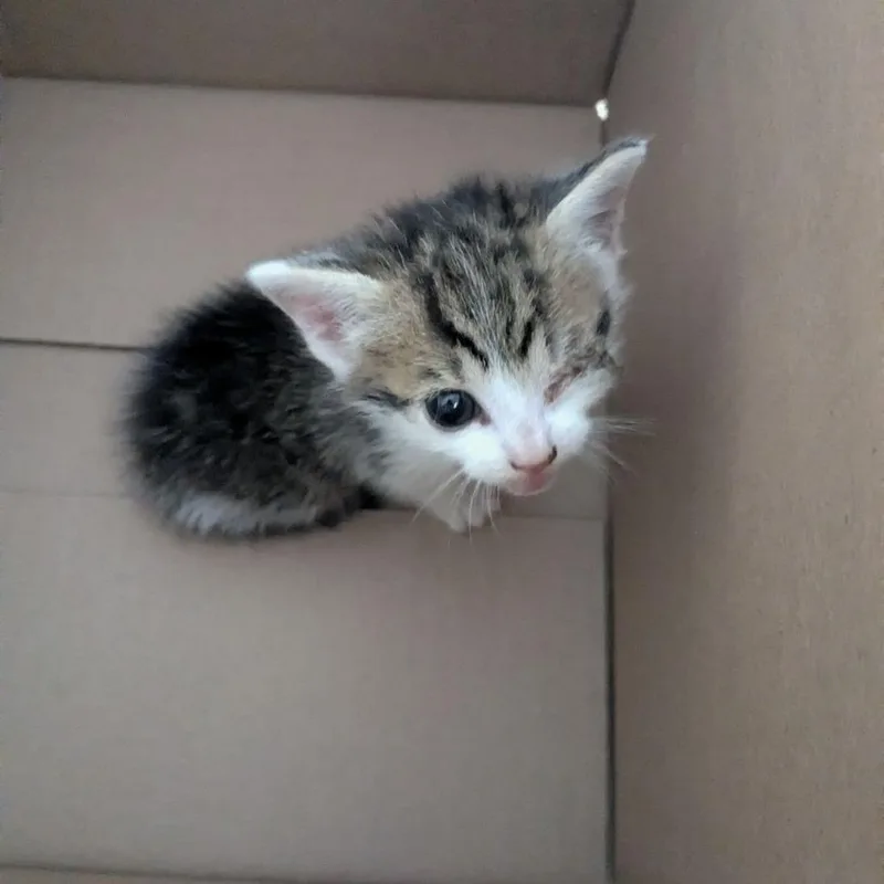 A baby small-sized female Gray / Blue / Silver Domestic Short Hair cat named Spud for adoption in Lynchburg, VA