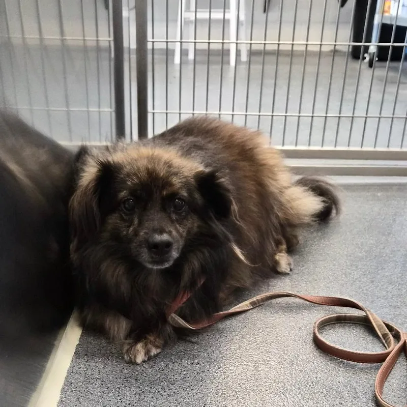 An adult medium-sized male Black Pomeranian dog named Hound for adoption in Montgomery, AL