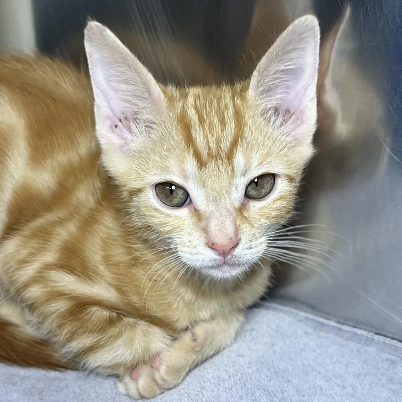 A baby small-sized male Orange / Red Domestic Short Hair cat named Ice pop for adoption in Palm Springs, CA