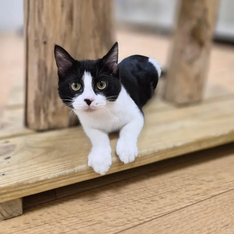 A baby small-sized female Black Domestic Short Hair cat named Draino for adoption in Woodstock, IL