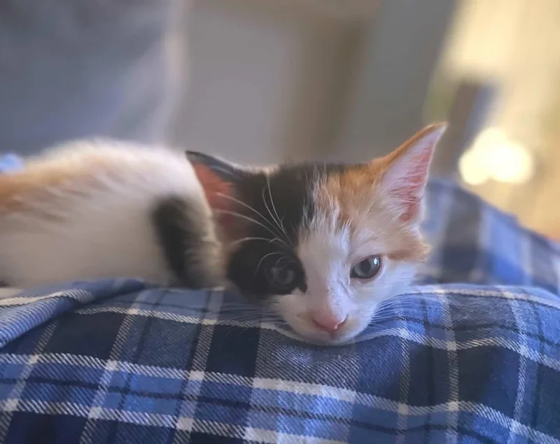 Savannah  Seattle  thumbnail 2