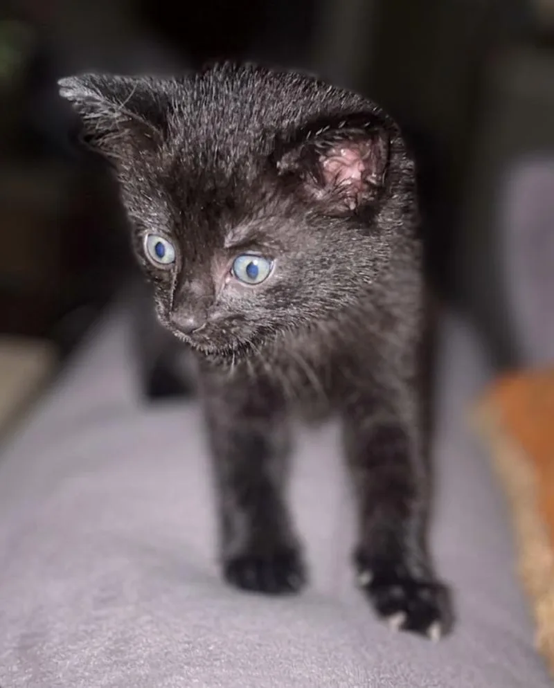 Savannah  Seattle  thumbnail 3