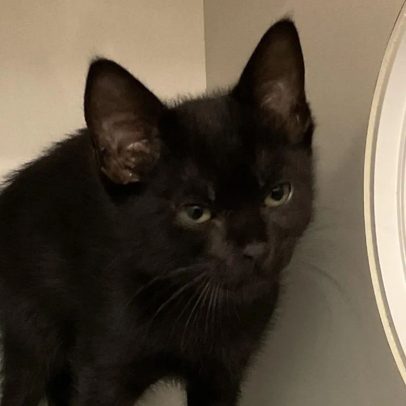 A baby small-sized male Black Domestic Short Hair cat named Sriracha for adoption in Redwood City, CA