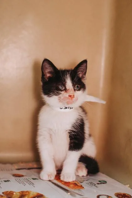 A young small-sized female Domestic Short Hair cat named A Georgia for adoption in North Charleston, SC