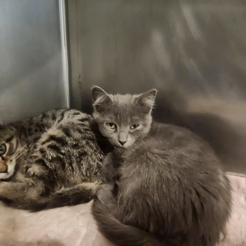 A baby small-sized male Gray / Blue / Silver Domestic Short Hair cat named Otis for adoption in Charleston, SC