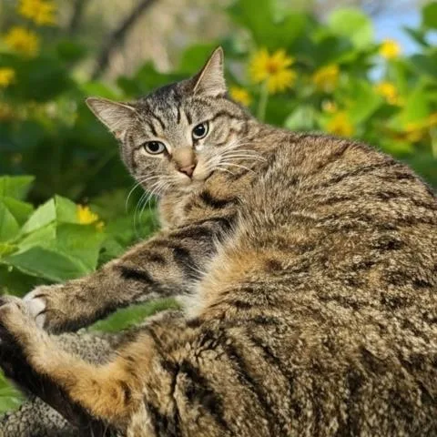 An adult small-sized male Domestic Short Hair cat named Journey for adoption in Clinton Township, MI