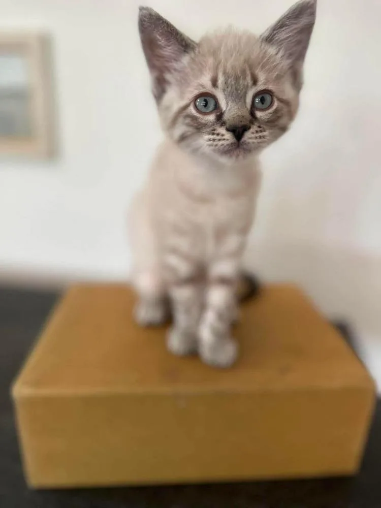 A baby small-sized male Siamese cat named Rusty for adoption in Sedalia, CO