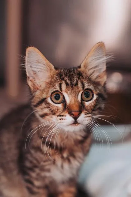A young small-sized male Domestic Short Hair cat named a Chloro PetSmart James for adoption in North Charleston, SC