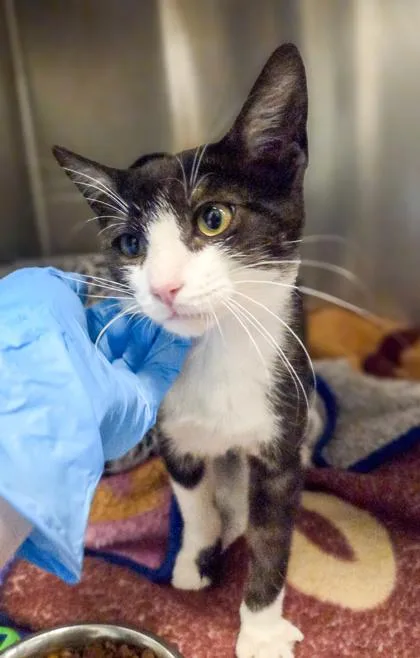 A baby small-sized male Domestic Short Hair cat named Thornburg for adoption in Fresno, CA