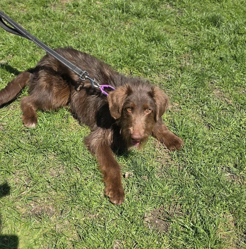 A young medium-sized male Brown / Chocolate Labradoodle dog named Harry for adoption in New Castle, PA