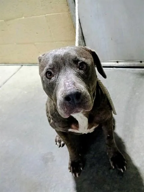 An adult medium-sized female Pit Bull Terrier dog named Fatima for adoption in Downey, CA