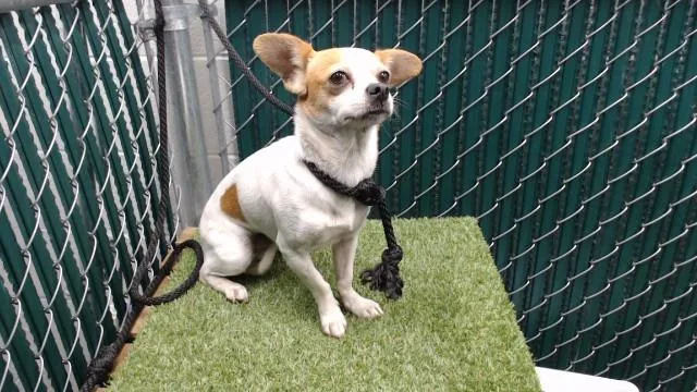 An adult medium-sized female Chihuahua dog named Appa for adoption in Downey, CA