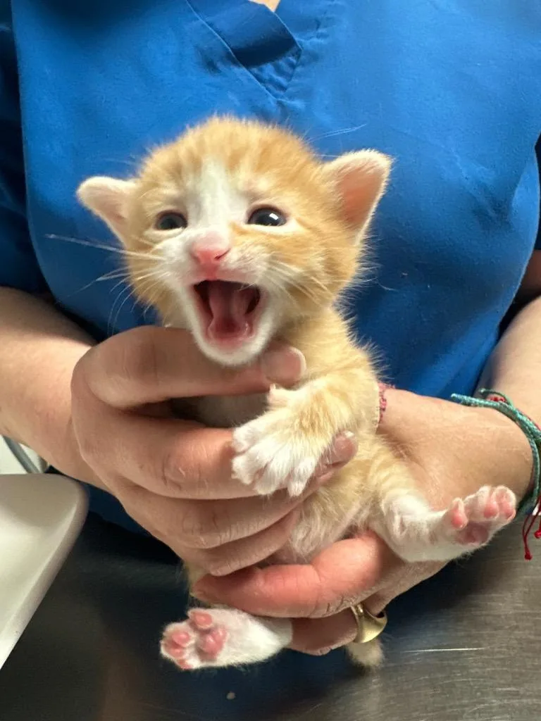 A baby small-sized male Domestic Short Hair cat named Tiger for adoption in Ewing, NJ