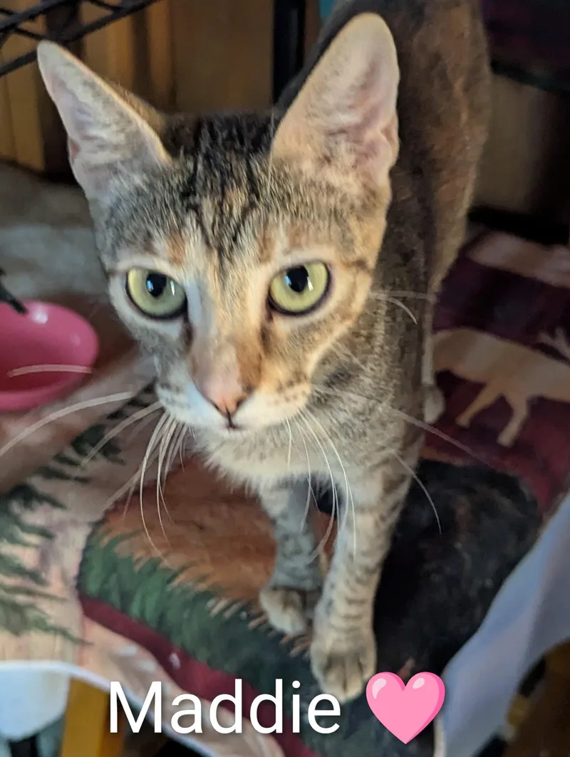 A young medium-sized female Tabby (Buff / Tan / Fawn) Domestic Short Hair cat named Maddie for adoption in Sonora, CA