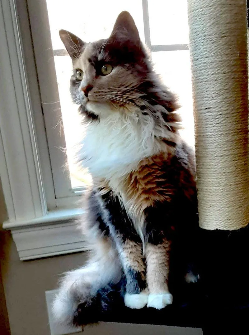 Rosie