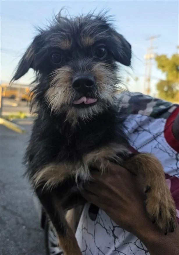 A young small-sized male Yorkshire Terrier dog named Felix for adoption in Los Angeles, CA