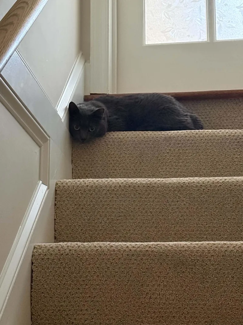 An adult large-sized male Domestic Short Hair cat named Mr. Pig for adoption in Sterling, VA