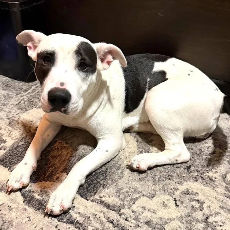 A young medium-sized female White / Cream Mixed Breed dog named Vidia for adoption in Buffalo, MN