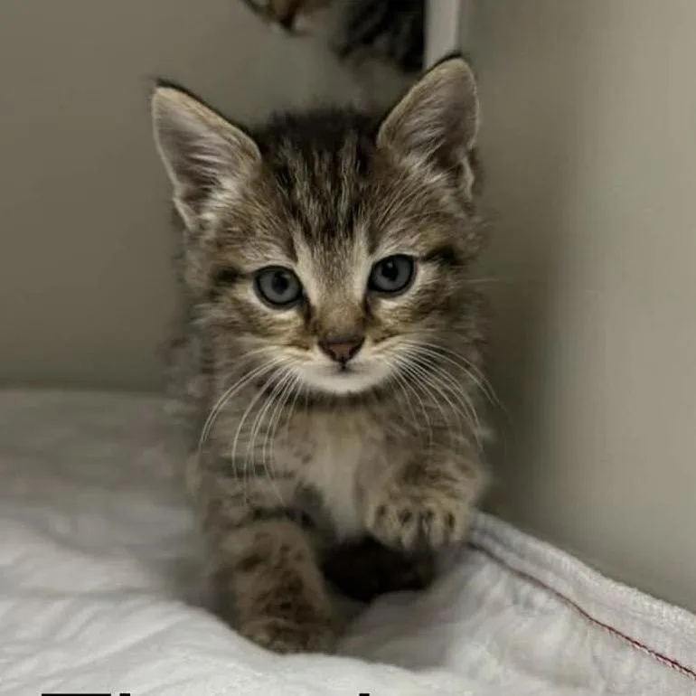 A baby small-sized male Brown / Chocolate Domestic Short Hair cat named Thunder for adoption in Caryville, TN