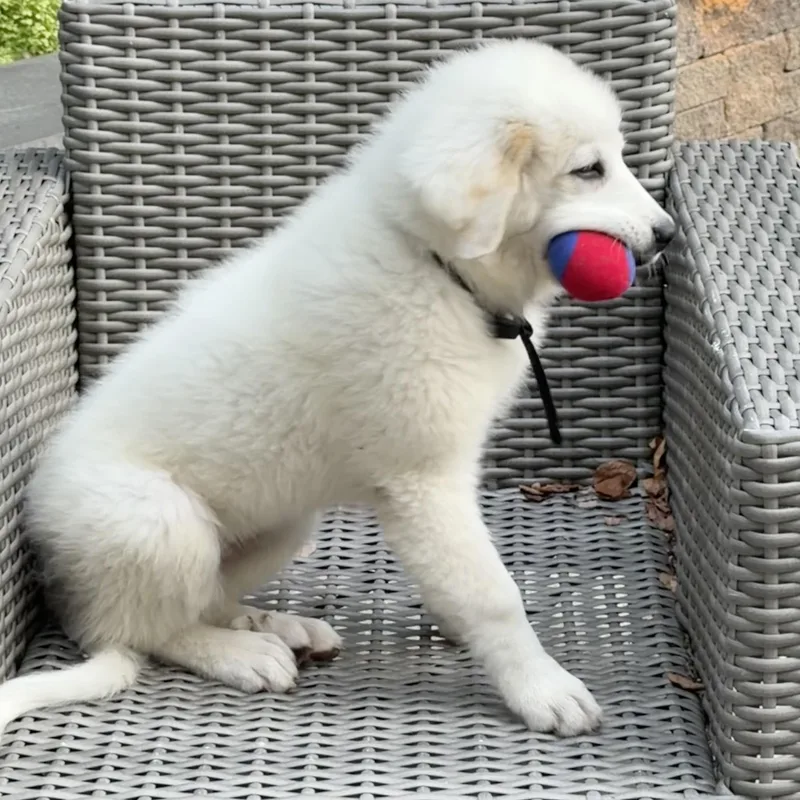 A baby extra large-sized female Great Pyrenees dog named Lovey for adoption in Ellicott City, MD