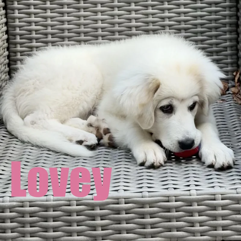 Lovey thumbnail 3