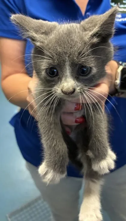 A baby medium-sized female Domestic Short Hair cat named Porsche for adoption in Gainesville, FL