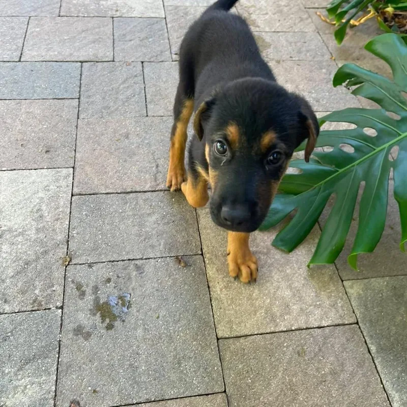 A baby medium-sized male Rottweiler dog named Franco for adoption in Lauderhill, FL